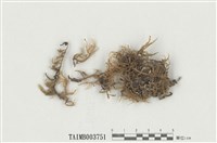 藏品(狹網美喙苔)的圖片